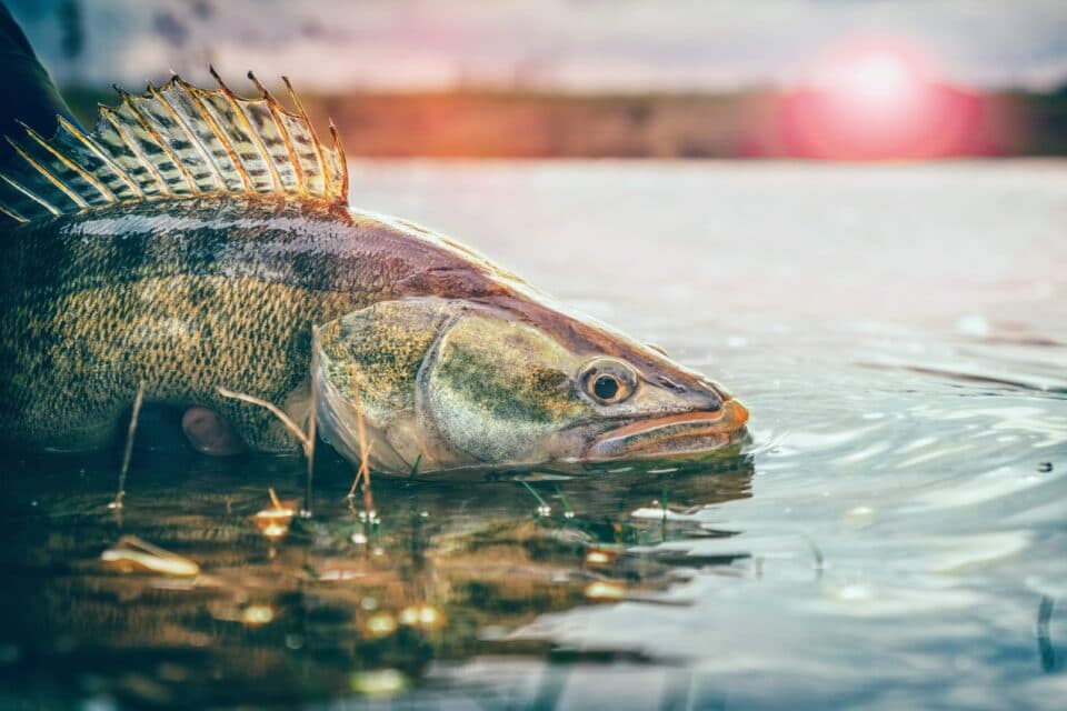 Walleye are struggling to adapt to rapid seasonal changes Featured Image