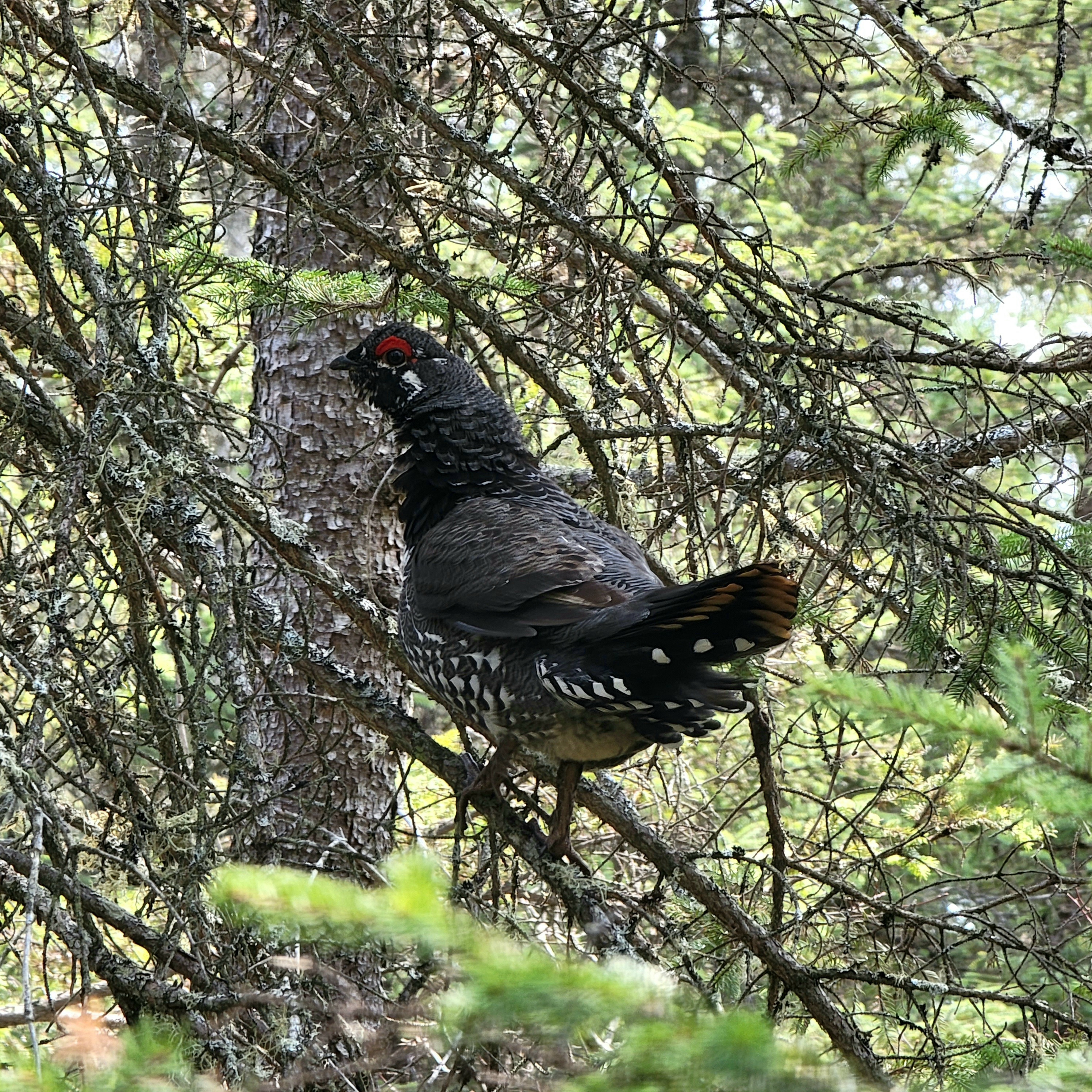 Featured Image for Ontario Breeding Bird Atlas 3