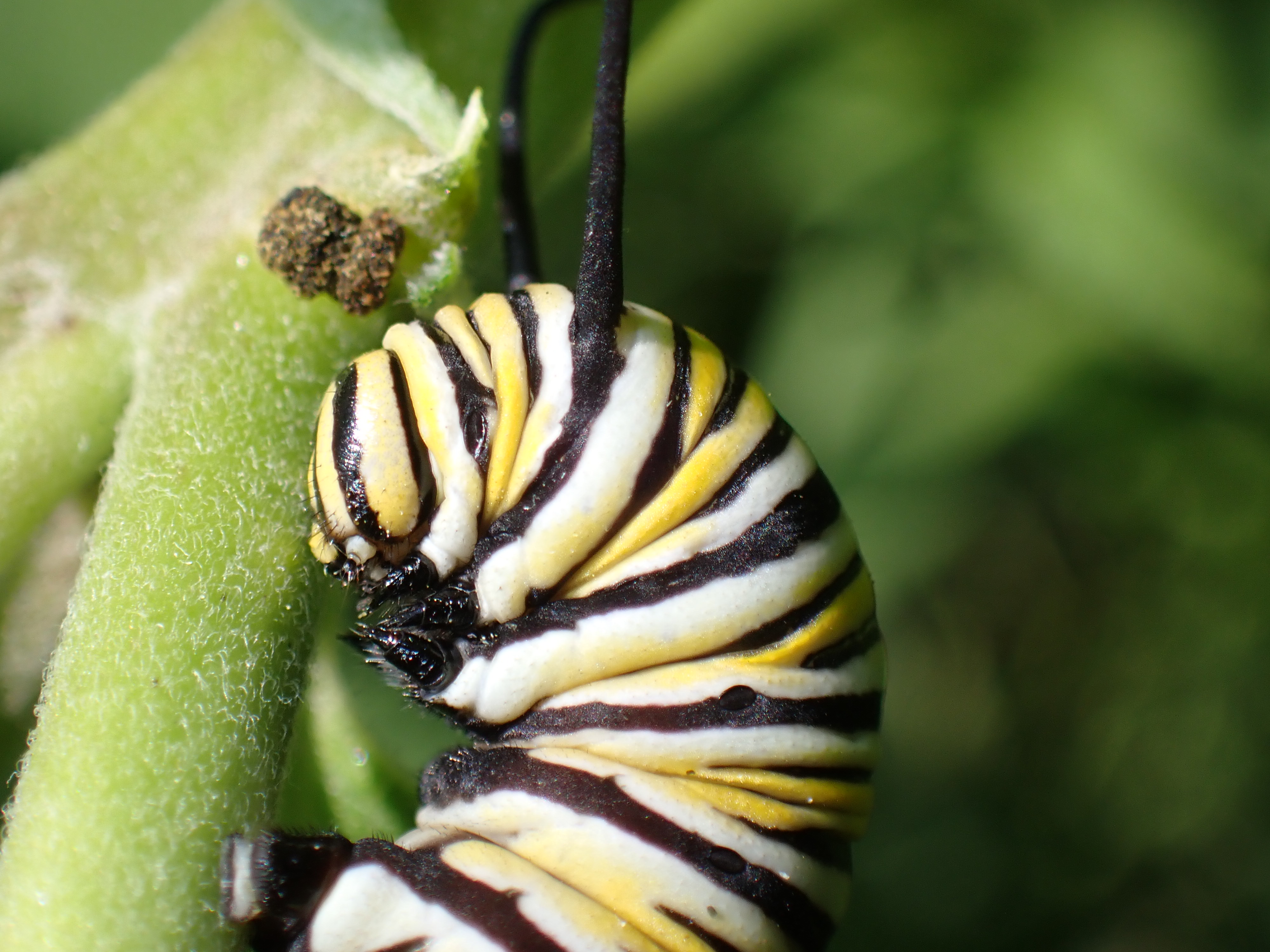 Featured Image for Monarch Monitoring Program